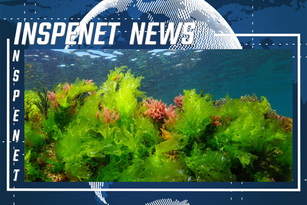Macroalgas: la solución para generar energía de forma sostenible || INSPENET NEWS 14/06/2023