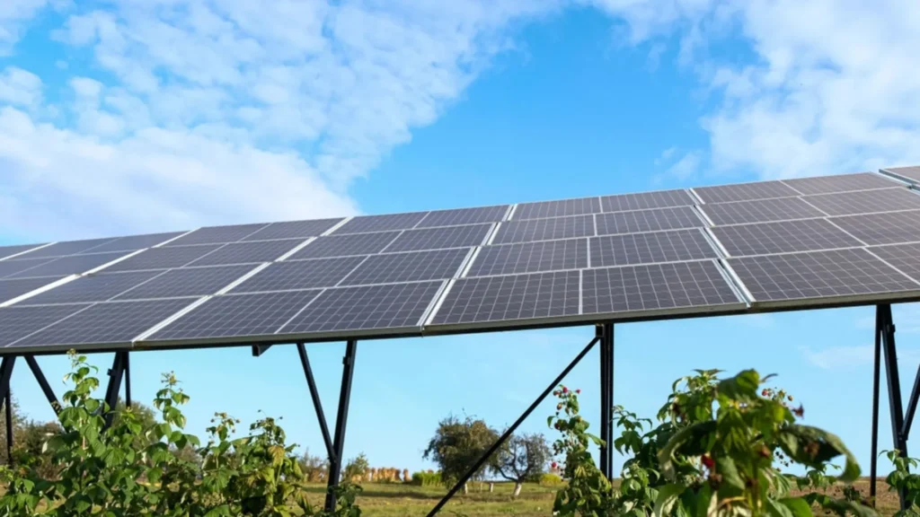 Proyecto agrovoltaico