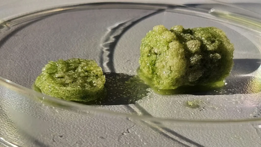 BioCarboBeton
