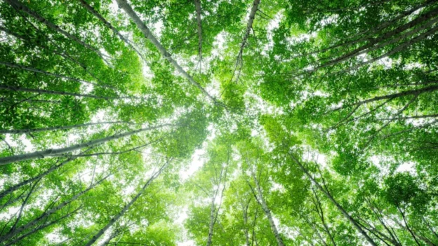 Bosques jóvenes pierden capacidad de almacenar carbono como lo hacen los arboles maduros