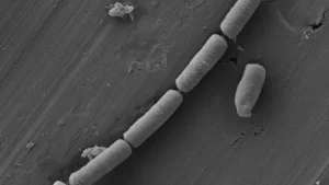 Crean cemento biohíbrido que almacena y recupera energía