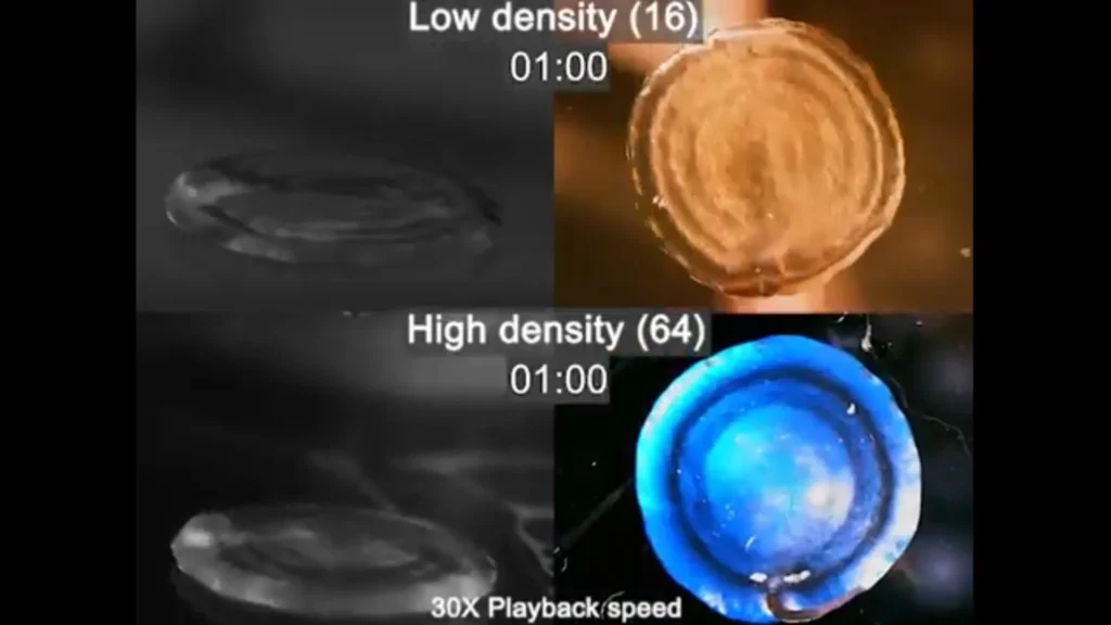 Video de la creación del tejido funcional
