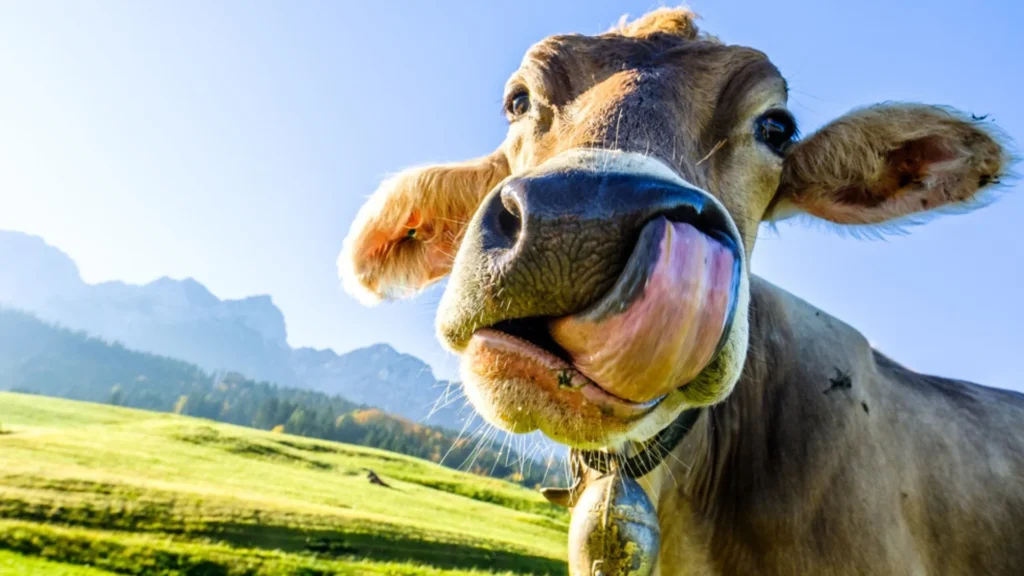 Impuesto a las flatulencias de animales