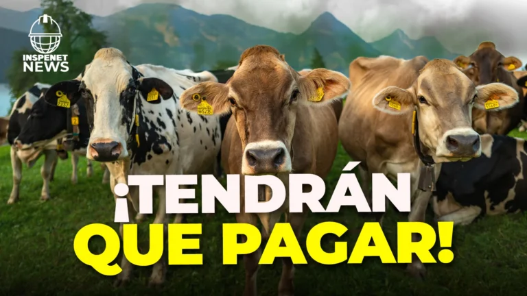 ¡Dinamarca impone impuesto al metano del ganado! Primer país en gravar emisiones de vacas, ovejas y cerdos.