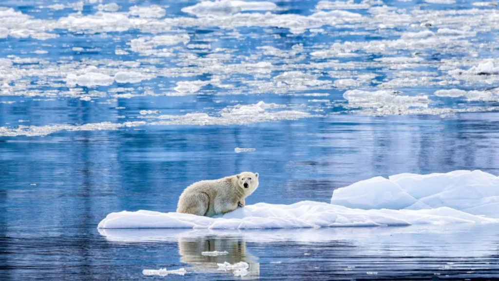 oso polar en el Ártico