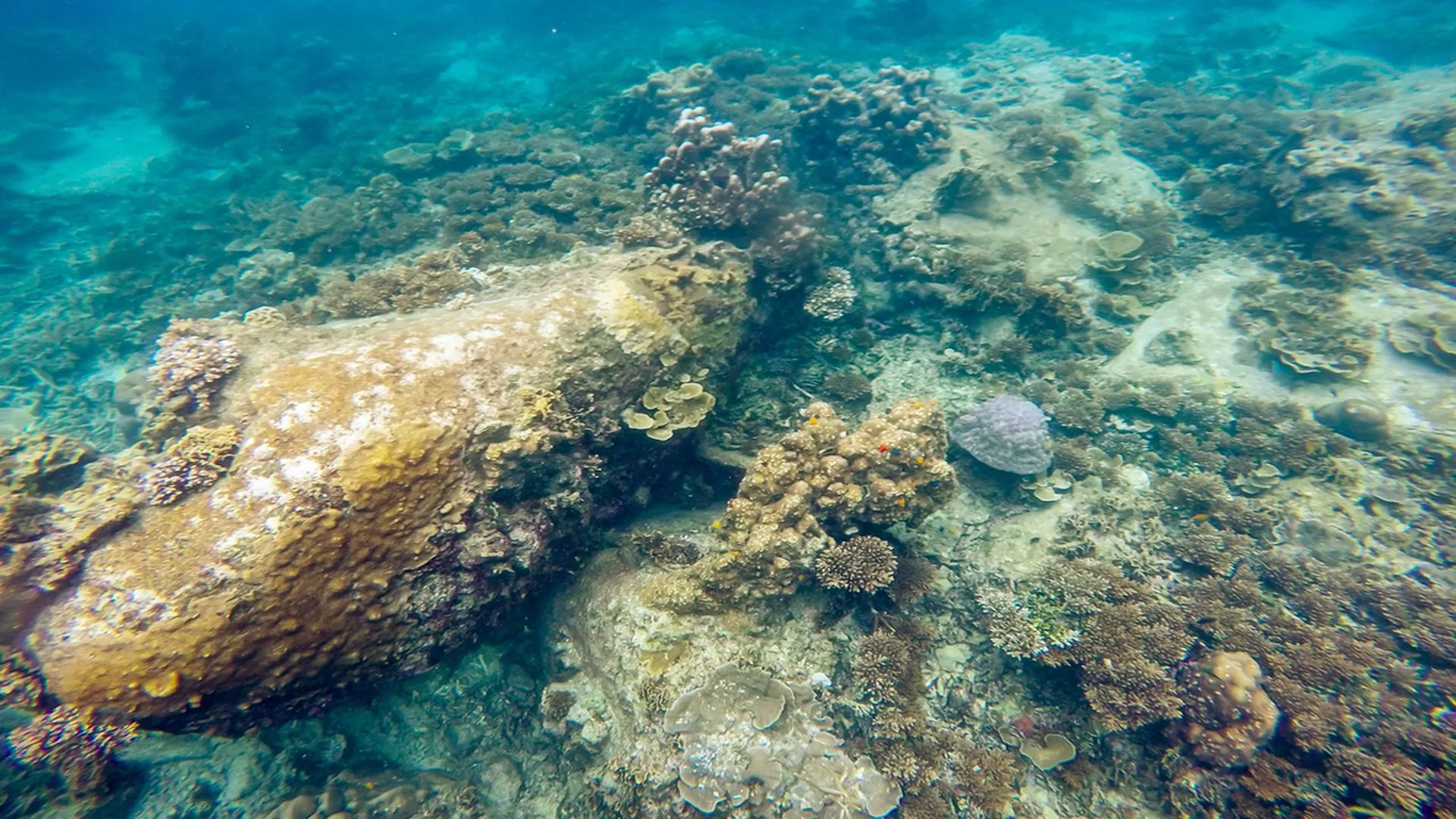 Ecosistema de la zona crepuscular vulnerable a los impactos de la minería submarina.