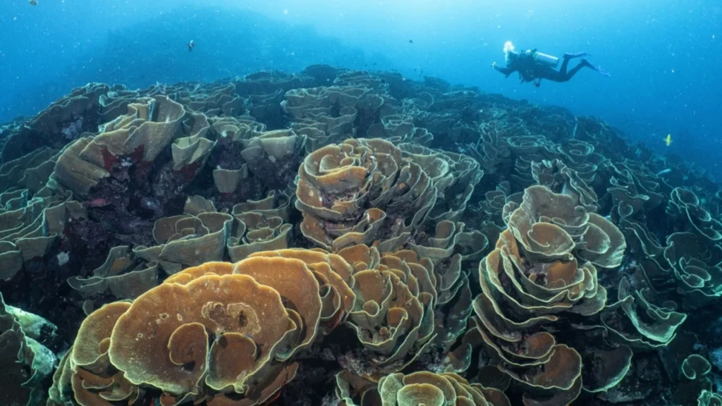 El coral más grande del mundo es más largo que una ballena azul