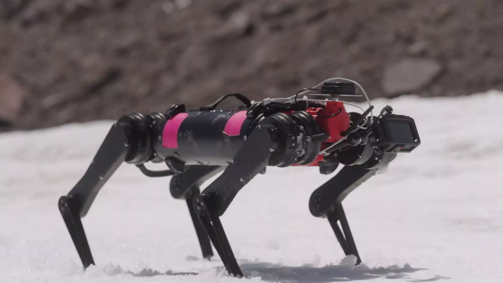 El desafio de los perros robots en Proyecto LASSIE