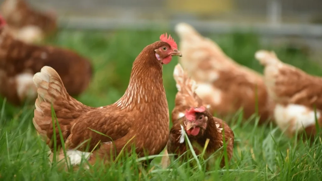 Empresa argentina transforma el guano de gallina en biogás
