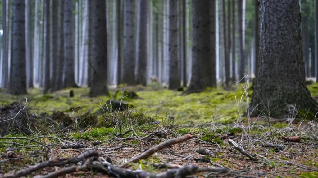 Burying wood from managed forests could sequester carbon