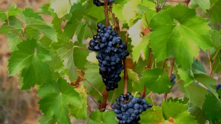 Envases ecológicos a partir de cañas de vid podadas