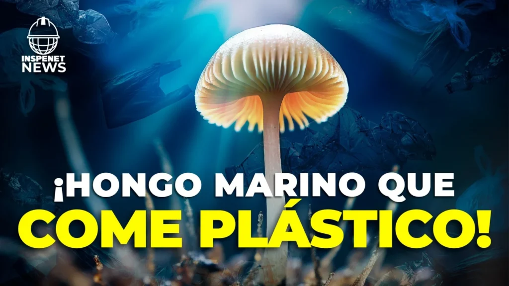 Un rayo de esperanza: Hongo marino que descompone plástico