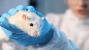 Nanopartículas para el Alzheimer regeneran neuronas en pruebas con ratones