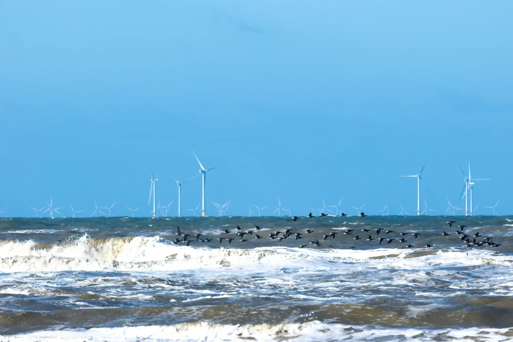 Impacto medioambiental de la energía eólica marina