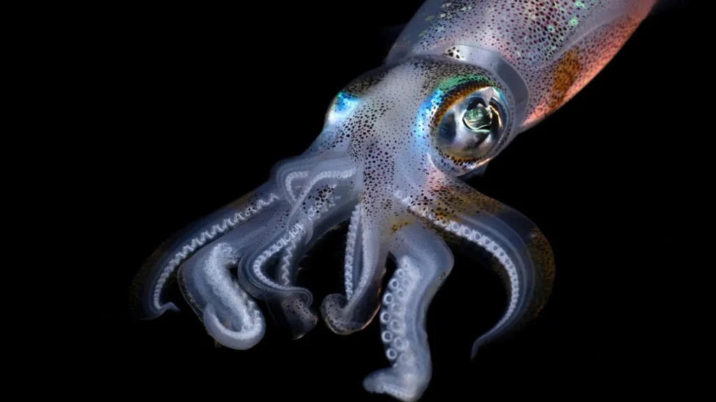 tela inspirada en los calamares que regula la temperatura