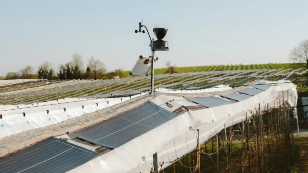 La agrofotovoltaica y sus modelos promueven una mayor eficiencia, según