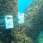 La implementación de DemoSATH y la biodiversidad marina