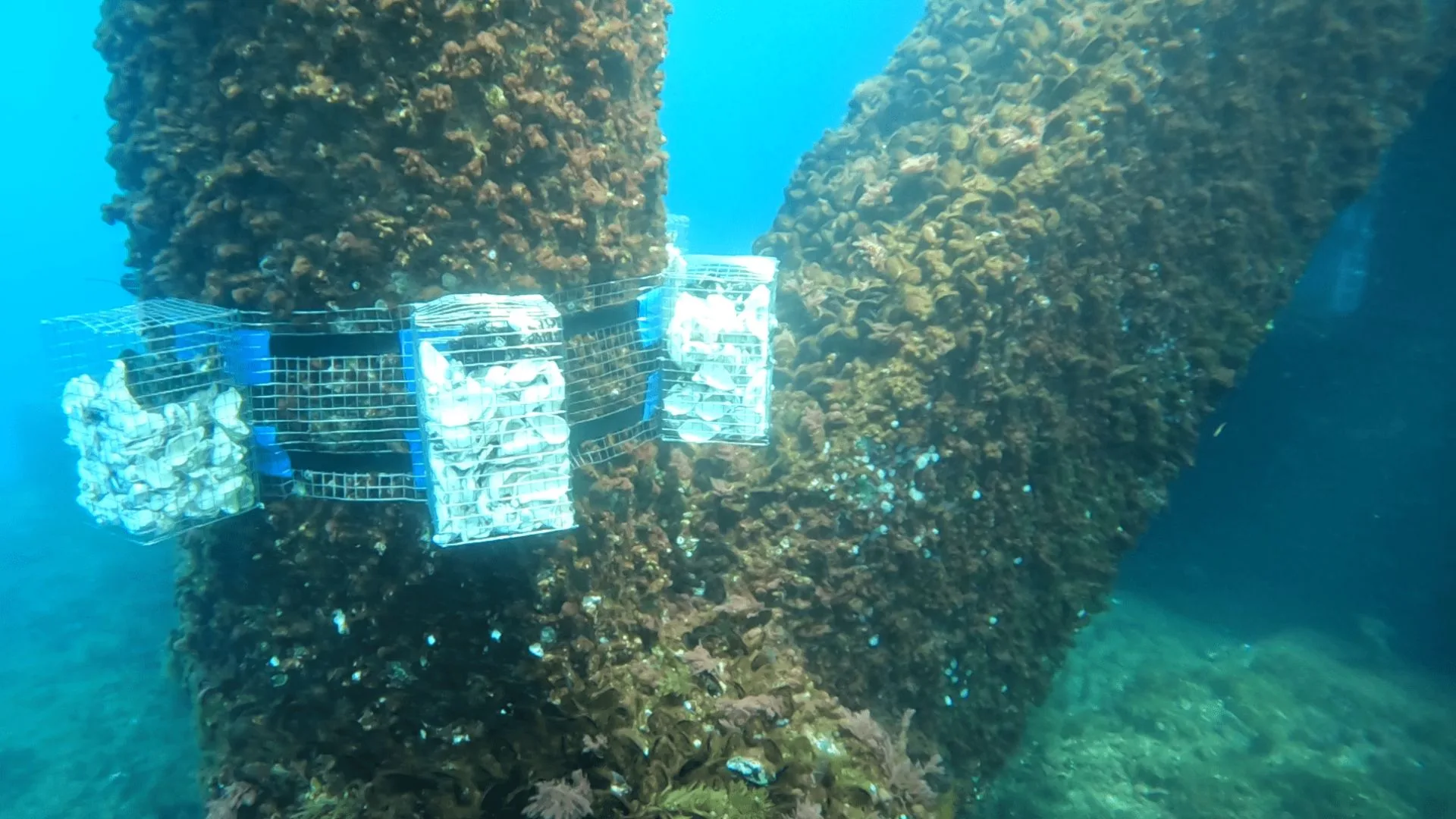 La implementación de DemoSATH y la biodiversidad marina