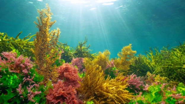 La producción de energía renovable a base de algas marinas