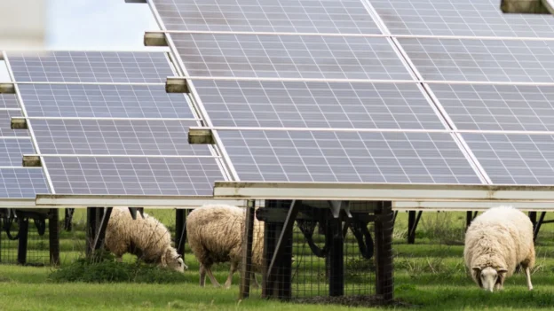 Lightsource bp impulsa modelo agrivoltaico