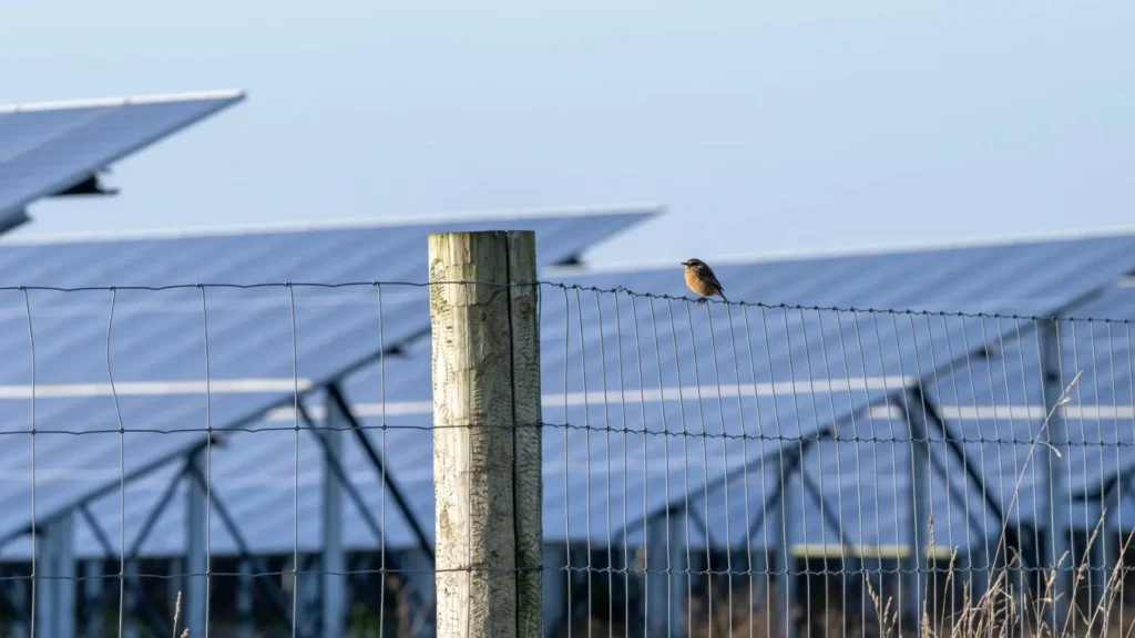 Los parques solares y su impacto en la fauna, un estudio de la RSPB