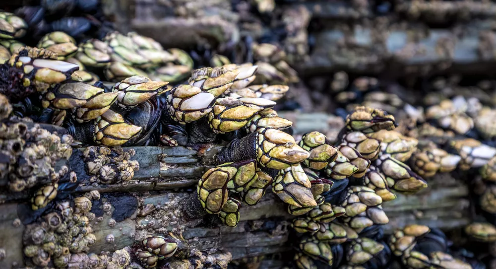 Los percebes protegen los metales de la corrosión (según estudio)