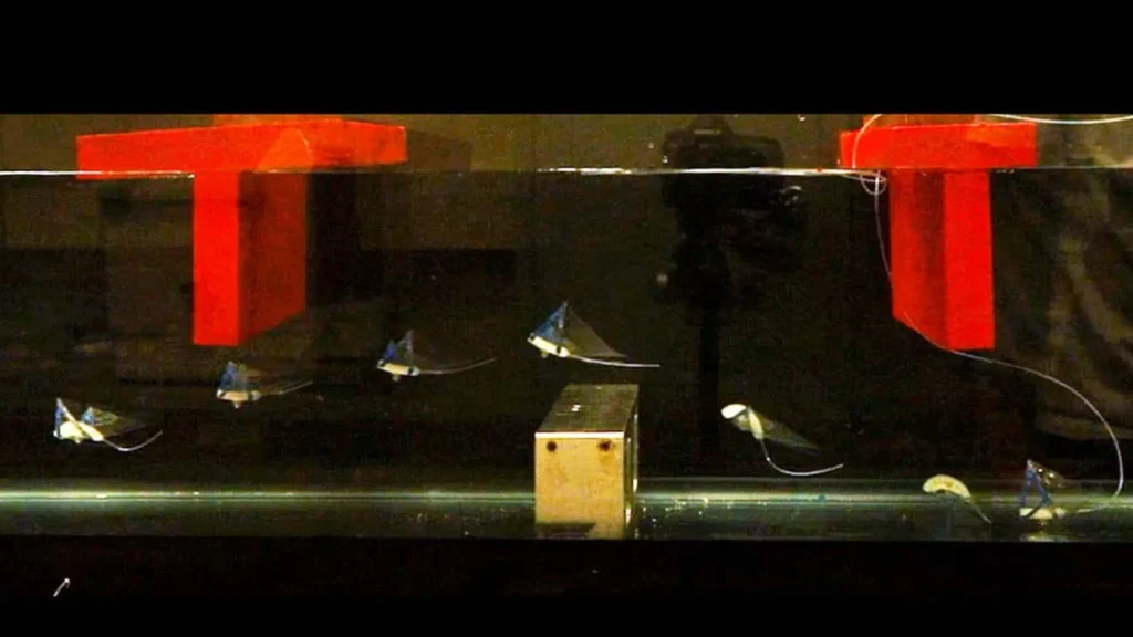 Robot blando inspirado en mantarrayas rompe récord