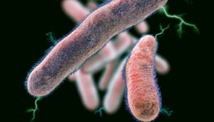 ¡Increíble! Peligrosa bacteria produce electricidad