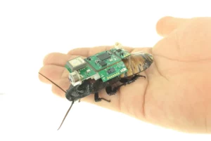 Esta cucaracha cyborg podría ser clave en misiones de búsqueda y rescate