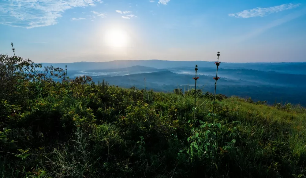 Microsoft promotes carbon sequestration through agroforestry
