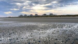 Medusas obligan a detener tres reactores en Gravelines y exponen un nuevo desafío para la refrigeración nuclear
