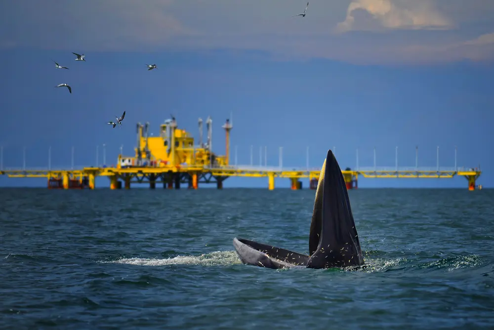 Argentina: Studying whales is prohibited to guarantee oil exploration