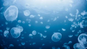 Group of jellyfish partially paralyzes Paluel nuclear power plant