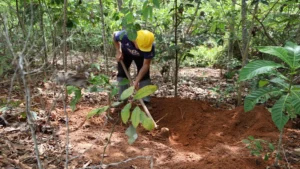 Petrobras y Shell Brasil lanzan el mayor inventario de carbono