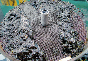 inspenet - corrosion