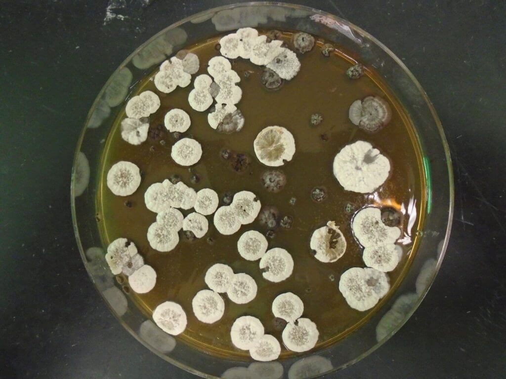 Scientists develop bacteria-based biofuel to power sustainable rockets, planes and ships