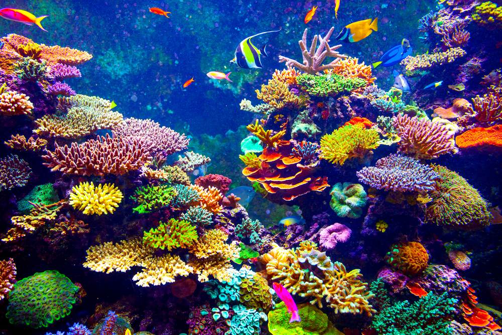 Corals under the offshore wind turbines