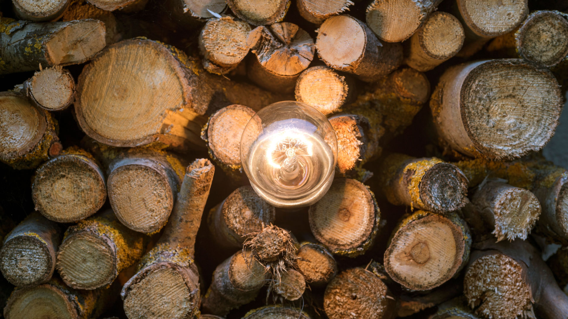 Producen energía eléctrica a través de astillas de madera